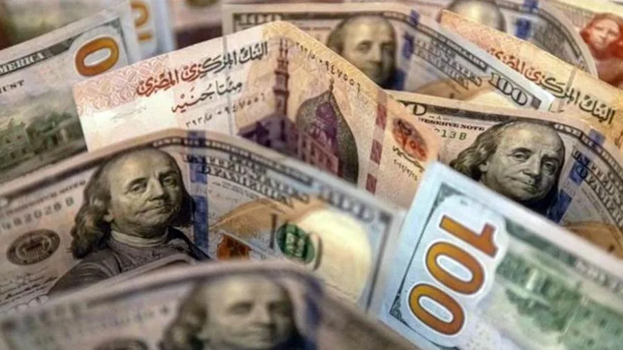 تعرف على أسعار الفراخ البيضاء اليوم وجميع الطيور في بورصة الدواجن اليوم الأربعاء 8  مايو 2024