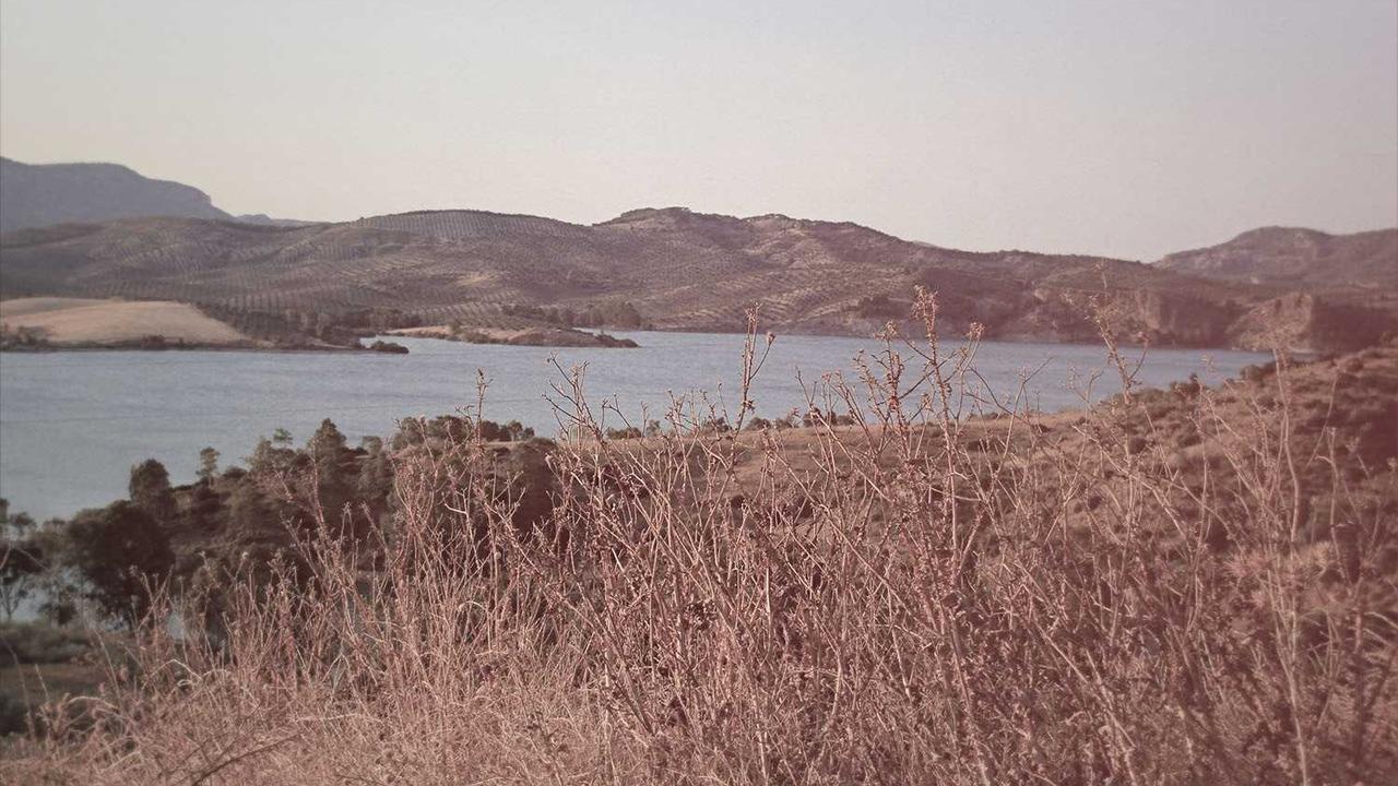 صوت الطيور يرن في أذنك.. تردد قناة هدهد 2026 على النايل سات بجودة HD