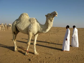judo tournament in Saudi Arabia